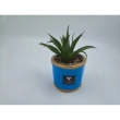 Home D&eacute;cor Decorative Plant with Printed Pot