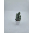Artificial Plants in Ceramic Pots