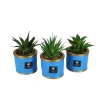 Home D&eacute;cor Decorative Plant with Printed Pot