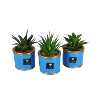 Small Plants for Home Decor 