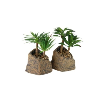 Small Plants for Home Decor 