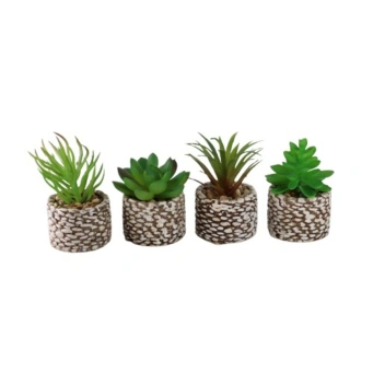 Small Plants for Home Decor 